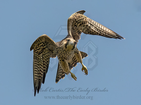 Falco peregrinus PEREGRINE FALCON 9090608z