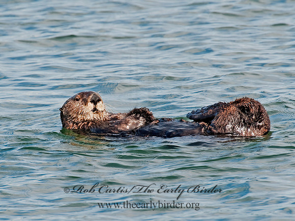 Enhydra lutris nereis  SOUTHERN SEA OTTER 8020346 z