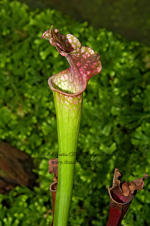 Sarracenia leucophylla  CRIMSON PITCHER PLANT 5011010z