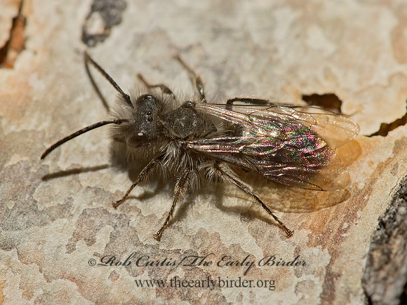 Andrena  MINING BEE 9054527z