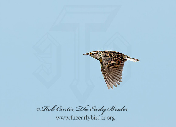 Sturnella magna  EASTERN MEADOWLARK 9021031z