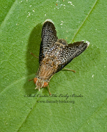 Eutreta caliptera FRUIT FLY 5000818z
