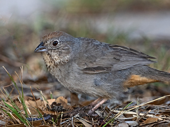 Melozone fuscus  CANYON TOWHEE 3037209z