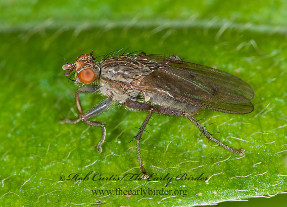 Scathophaga stercoraria  GOLDEN DUNG FLY 6016611z