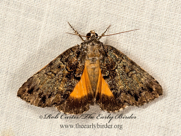 Allotria elonympha  FALSE UNDERWING 9048601z