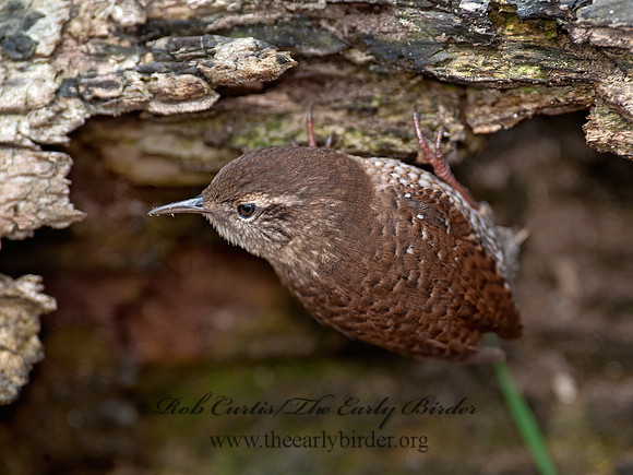 Troglodytes hiemalis  WINTER WREN 8033957z
