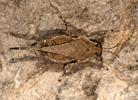 Paratettix cucullatus 8023479z