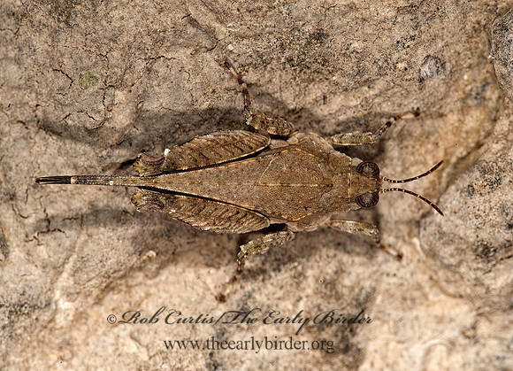 Paratettix cucullatus 8023479z
