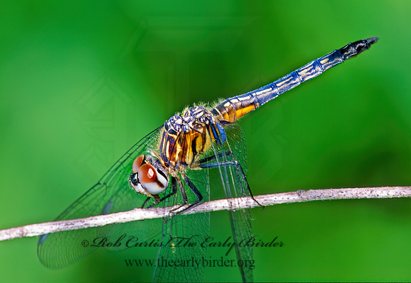 Pachydiplax longipennis BLUE DASHER 185202z