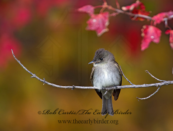 Contopus virens  EASTERN WOOD PEWEE 9005959z