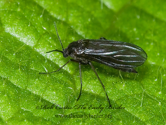 Sciaridae  DARK-WINGED FUNGUS GNAT 6016125z
