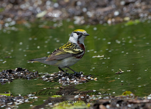 Setophaga pennsylvanica  CHESTNUT-SIDED WARBLER 9046164z
