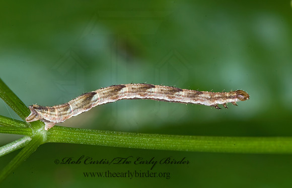 Eupithecia miserulata 6007640z