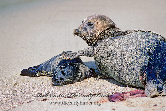 Phoca vitulina  HARBOR SEAL 124404z