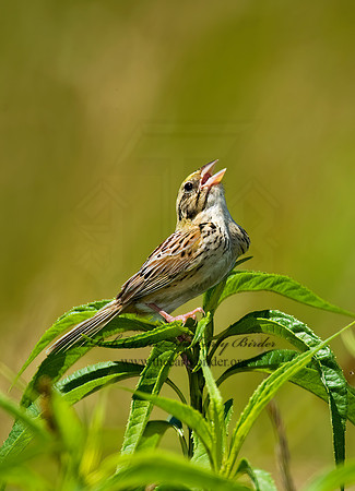 Centronyx henslowii  HENSLOW'S SPARROW 8005519z