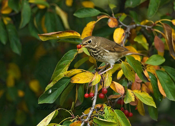 Catharus guttatus  HERMIT THRUSH 7012717z