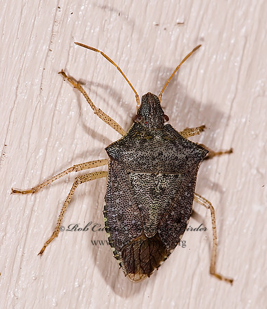 Euschistus quadrator~ 6024373z