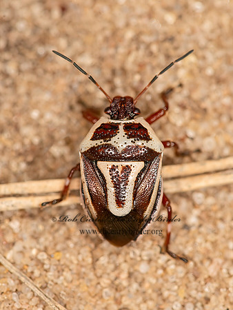 Perillus bioculatus  2-SPOTTED STINKBUG 9047227z