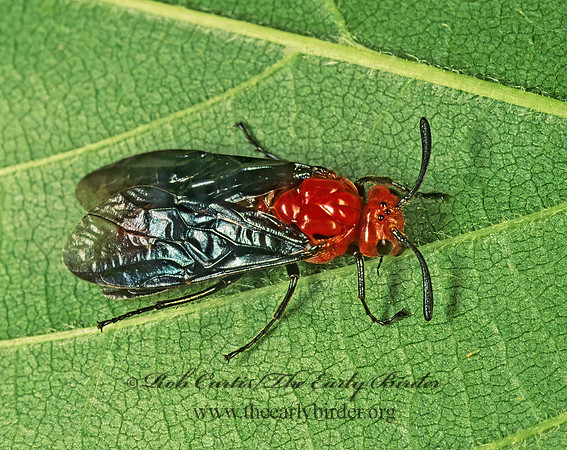 Arge coccinea 154319z