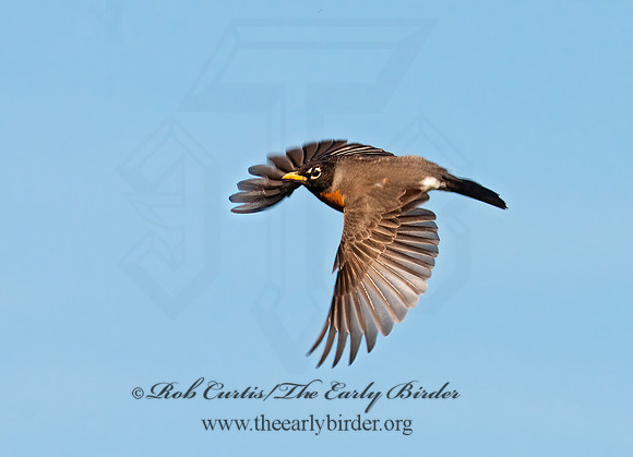 Turdus migratorius  AMERICAN ROBIN 3002083z