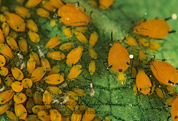 Aphis nerii  OLEANDER APHID 213313z