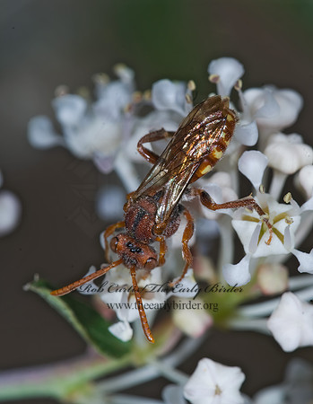 Nomada ruficornis grp  NOMAD BEE 7010243z