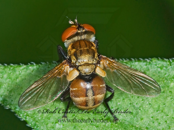 Gymnoclytia occidua  PHASIINAE TACHINID FLY 6007588z