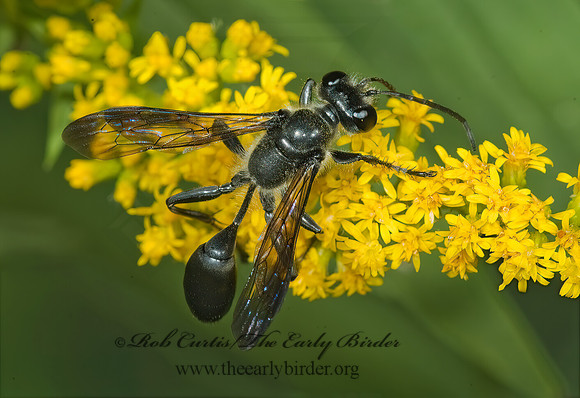Isodontia apicalis 5014646z