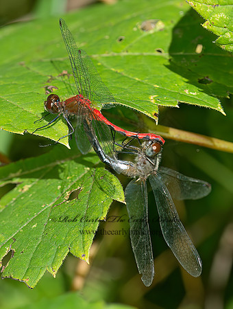 Sympetrum MEADOWHAWK 9040877z
