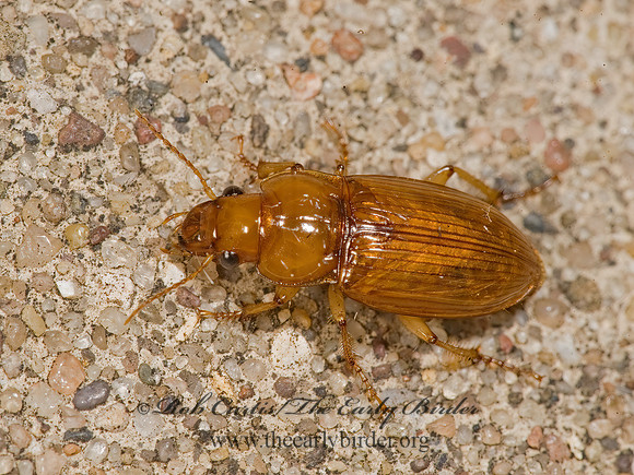 Harpulus (Opadius) indianus 8017512z