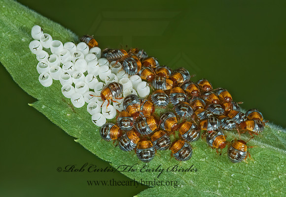 Pentatomidae STINKBUG 5010988z