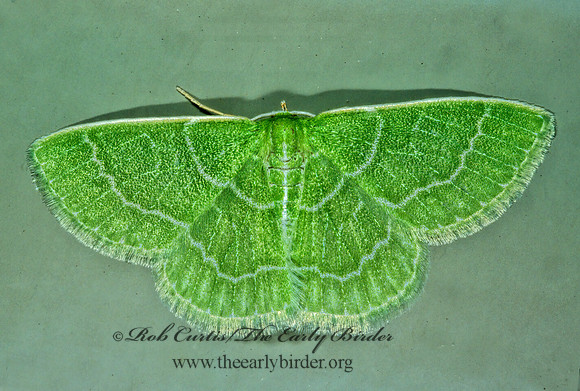 Synchlora aerata  WAVY-LINED EMERALD MOTH 1276021z