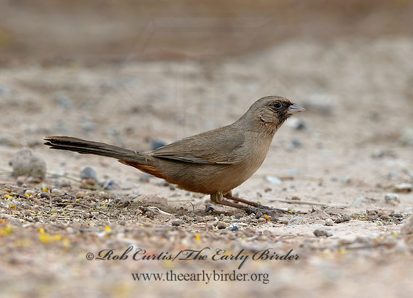 Melozone aberti  ABERT'S TOWHEE 9056819 copyz