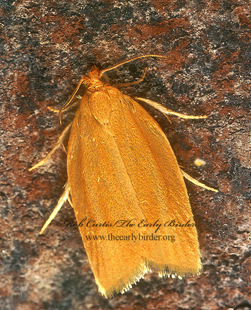 Clepsis clemensiana CLEMEN'S CLEPSIS MOTH 278223z