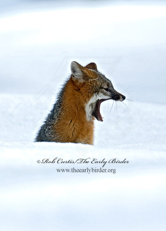 Urocyon cineroargentatus  GRAY FOX  5004572z