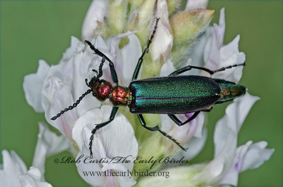 Lytta nutallis 7010738 z