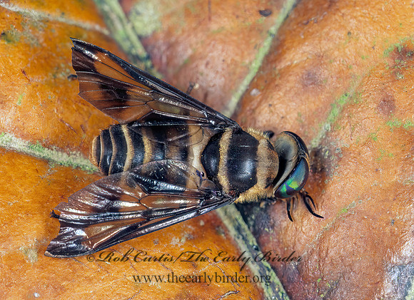 Dichelacera  HORSE FLY 194415z