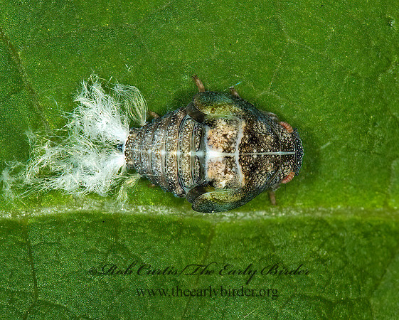 Metcalfa pruinosa 5000119z