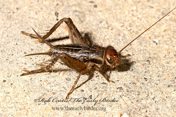 Allonemobius  GROUND CRICKET 3041288z