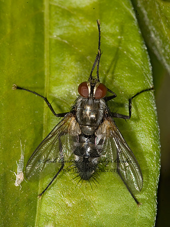 Thelaira  VORIINI TACHINID FLY 8017878z