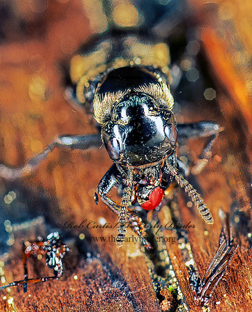 Creophilus maxillosus 150102z