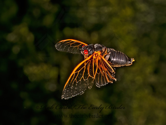 Magicicada cassinii CASSIN'S CICADA 9089410z