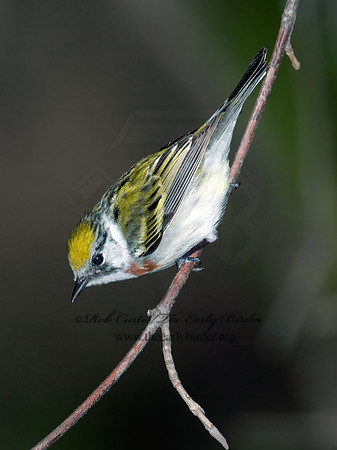 Setophaga pennsylvanica  CHESTNUT-SIDED WARBLER 5007009z