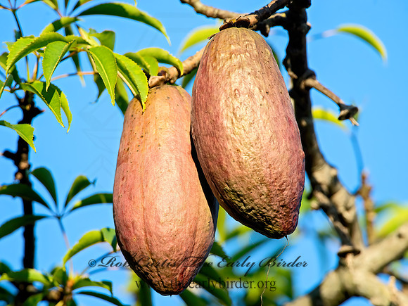 Ceiba pentandra  KAPOK 9055033z