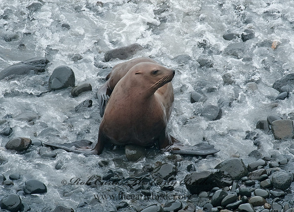 Zalophus californianus  CALIFORNIA SEA LION 8019619z