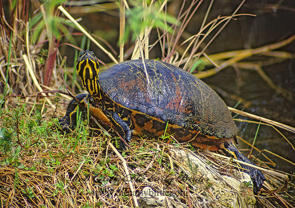 Pseudemys nelsoni  FLORIDA RED-BELLIED TURTLE 13524z
