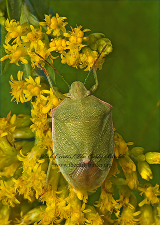 Thyanta custator  RED-SHOULDERED STINKBUG 5015736z
