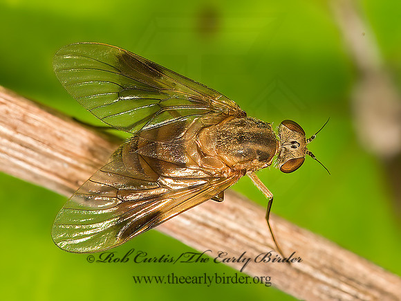 Chrysopilus quadratus  SNIPE FLY 9036066z