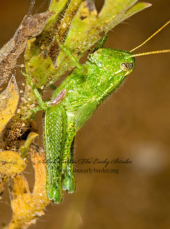 Campylacantha olivacea  FUZZY OLIVE-GREEN GRASSHOPPER 8008494z