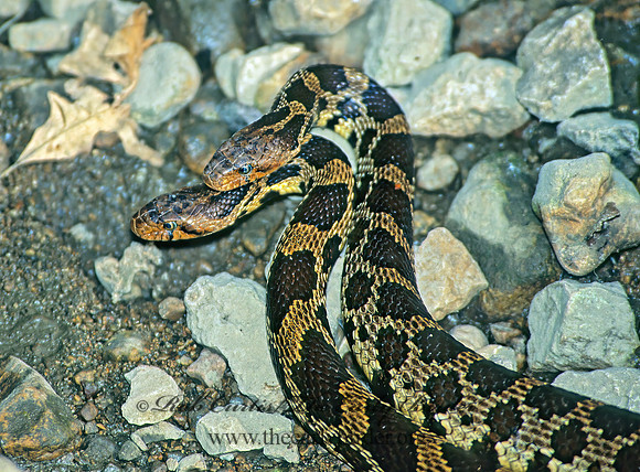 Elaphe bulpina  FOX SNAKE 1287630z